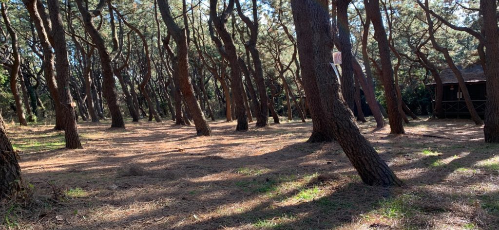 柳島キャンプ場